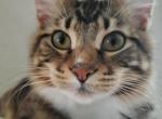 Wentworth - Ragdoll Kitten For Sale - Ocean Shores&comma; WA&comma; US
