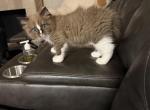 Handsome - Ragdoll Kitten For Sale - 