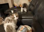 Stella - Ragdoll Kitten For Sale - 