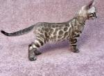 Willow - Bengal Kitten For Sale - 