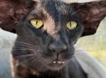 Izzi & Jossie Marbleficent - Peterbald Cat For Sale - Vienna&comma; AT