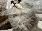Tatter Tot and Cass - Persian Kitten For Sale - Byron&comma; MN&comma; US
