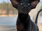 Prometheus Marbleficent - Oriental Kitten For Sale - Vienna&comma; AT