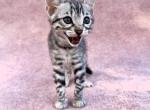 Pippi - Bengal Kitten For Sale - Camino&comma; CA&comma; US