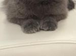 Gucci - Scottish Fold Cat For Sale - Fort Lauderdale&comma; FL&comma; US