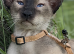Gavriel Marbleficent - Peterbald Cat For Sale - Vienna&comma; AT