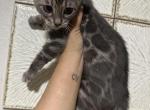 Rocky - Bengal Kitten For Sale - Belleville&comma; NJ&comma; US
