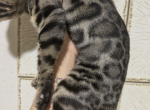 Zenna - Bengal Kitten For Sale - Belleville&comma; NJ&comma; US