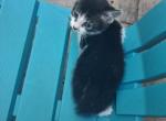 Manx - Manx Kitten For Sale - Williamsburg&comma; VA&comma; US