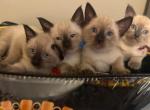 Litter of 4 - Siamese Kitten For Sale - 