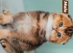 Tiger - Scottish Fold Kitten For Sale - 