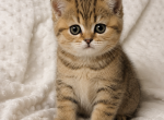 Lio - Scottish Straight Kitten For Sale - 