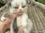 Saraya kids - Ragamuffin Kitten For Sale - Williamsport&comma; OH&comma; US