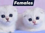 Bella and Mia - Scottish Fold Kitten For Sale - Brooklyn&comma; NY&comma; US