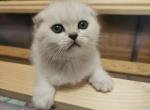 Bella and Mia - Scottish Fold Kitten For Sale - 