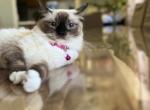 Maxi - Ragdoll Cat For Adoption - New York&comma; NY&comma; US