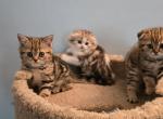 Barbara's new litter - Scottish Fold Kitten For Sale - Holland&comma; PA&comma; US
