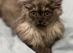 Blaze - British Shorthair Kitten For Sale - Rockford&comma; IL&comma; US