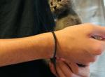 You name her - Chartreux Kitten For Sale - South Windsor&comma; CT&comma; US