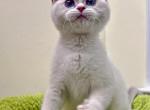 Coconut - British Shorthair Kitten For Sale - Queens&comma; NY&comma; US