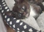 Moon - Bombay Kitten For Sale - Charleroi&comma; PA&comma; US