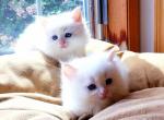 ALBERT & EINSTEIN - Siberian Kitten For Sale - 