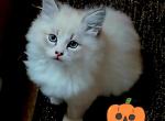 PUMPKIN - Siberian Kitten For Sale - Eau Claire&comma; WI&comma; US