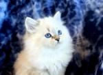 Chloe - Siberian Kitten For Sale - 