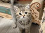 Black brown spotted Scottish straight boy - Scottish Straight Kitten For Sale - City Of Spokane Valley&comma; WA&comma; US