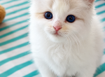 Patriot - Ragdoll Kitten For Sale - Tampa&comma; FL&comma; US