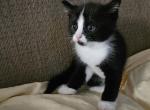 Onyx - Ragdoll Kitten For Sale - Overland Park&comma; KS&comma; US