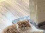 Little Red - Persian Kitten For Sale - Lawrenceville&comma; GA&comma; US