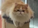 Big Red - Persian Kitten For Sale - Lawrenceville&comma; GA&comma; US