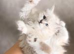 Hattie - Siberian Kitten For Sale