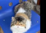 Baby - Persian Cat For Sale - Lawrenceville&comma; GA&comma; US