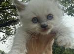 Black collar male Ready NOW - Ragdoll Kitten For Sale - Adamstown&comma; PA&comma; US
