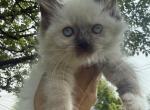 White collar female seal mitted Ready NOW - Ragdoll Kitten For Sale - Adamstown&comma; PA&comma; US