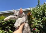 Fiona - Maine Coon Kitten For Sale - Hollywood&comma; FL&comma; US