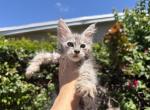 Freya - Maine Coon Kitten For Sale - Hollywood&comma; FL&comma; US