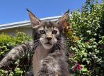 Fluffy - Maine Coon Kitten For Sale - Hollywood&comma; FL&comma; US