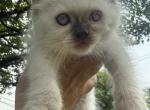 Light blue collar male chocolate point Ready NOW - Ragdoll Kitten For Sale - Adamstown&comma; PA&comma; US