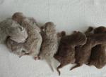 Chocolate & Fawn British shorthair - British Shorthair Kitten For Sale - Hallandale&comma; FL&comma; US