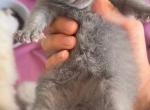Blue British shorthair male - British Shorthair Kitten For Sale - 