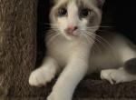 Snowshoe Siamese Blue Point Male - Siamese Kitten For Sale - Wooster&comma; OH&comma; US