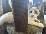 Snowshoe Siamese Blue Point Male - Siamese Kitten For Sale - Wooster&comma; OH&comma; US