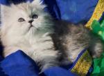 Ggorgeous Silver shaded chinchilla dollface male - Persian Kitten For Sale - CA&comma; US