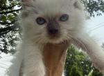 Rose collar female chocolate mitted Ready NOW - Ragdoll Kitten For Sale - Adamstown&comma; PA&comma; US
