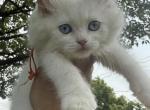 Orange collar male lilac bi color Ready NOW - Ragdoll Kitten For Sale - Adamstown&comma; PA&comma; US