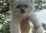 Purple collar female blue mitted Ready NOW - Ragdoll Kitten For Sale - Adamstown&comma; PA&comma; US