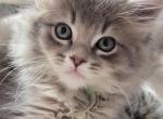 Pixie - Maine Coon Kitten For Sale - Mundelein&comma; IL&comma; US